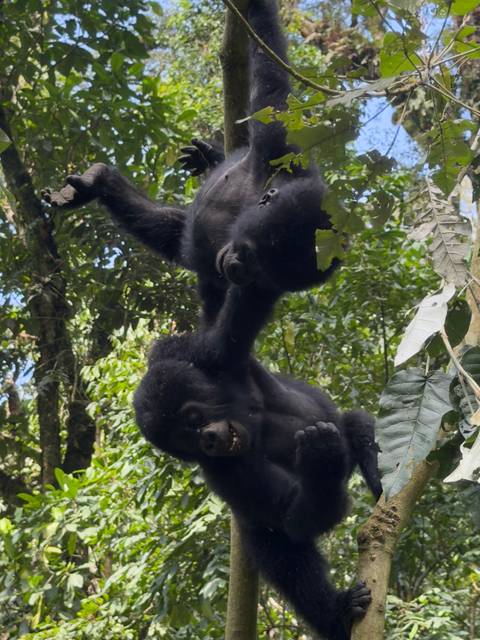      Two young gorillas playfully hanging upside down from tree branches.
  