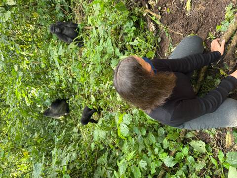       Woman crouches on forest floor observing gorilla family in background.
  