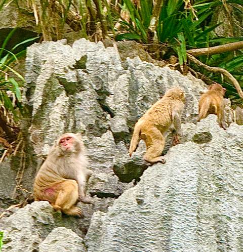       Three macaque monkeys climbing jagged limestone rocks in Vietnam.
  