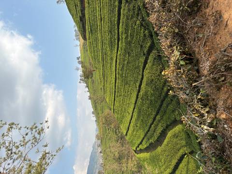       Tiered tea plantations cover rolling hills under partly cloudy skies.
  