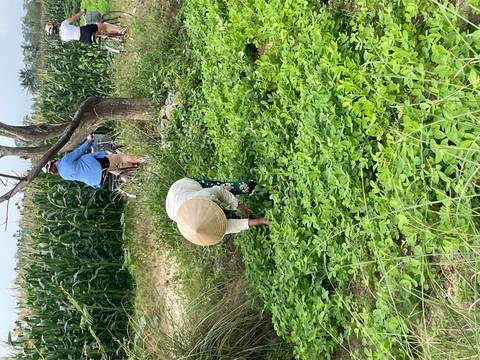       Local farmer bends to pick greens while a traveler cycles along a path past tall corn.
  