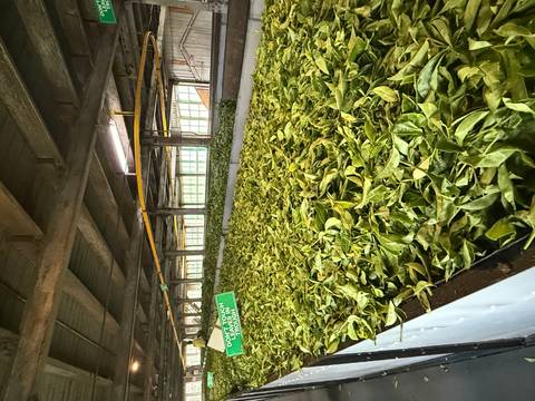       Rows of green tea leaves drying inside a Sri Lankan tea factory.
  