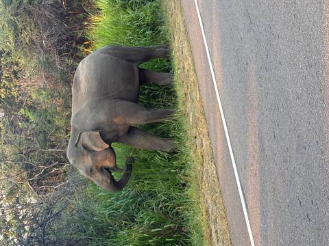       Wild elephant grazing beside a rural road bordered by tall grass and forest.
  