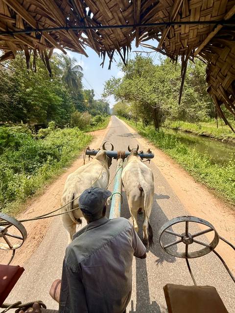       View from behind two oxen pulling a rustic cart along a rural road flanked by greenery.
  
