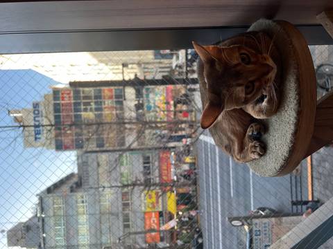       Brown cat lounges on a wooden perch by a window overlooking a busy Tokyo street.
  
