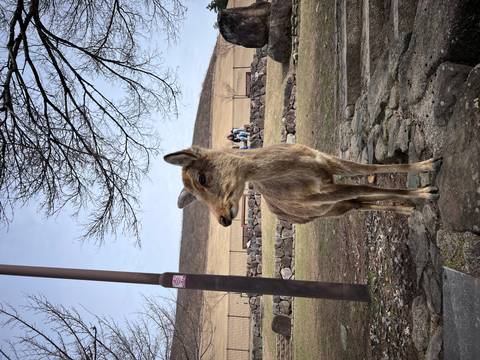       Curious deer stands on a park path while visitors relax on a distant bench beside a grassy hill.
  