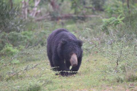       Sloth bear forages through grassy scrub in a Sri Lankan national park.
  