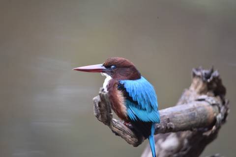       Close-up of a colorful white-throated kingfisher perched on a branch.
  
