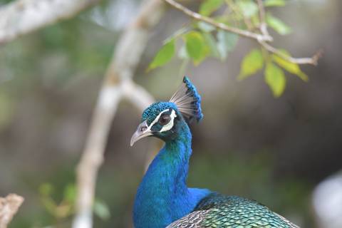       Vibrant peacock portrait with raised crest against blurred natural background.
  