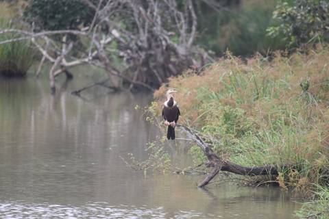       A cormorant perches on a branch over still lagoon waters bordered by reeds.
  