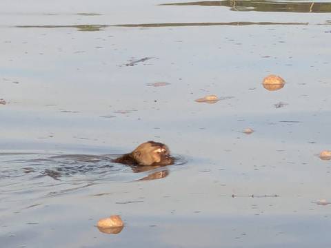       Distant primate swims in murky water with scattered rocks visible.
  