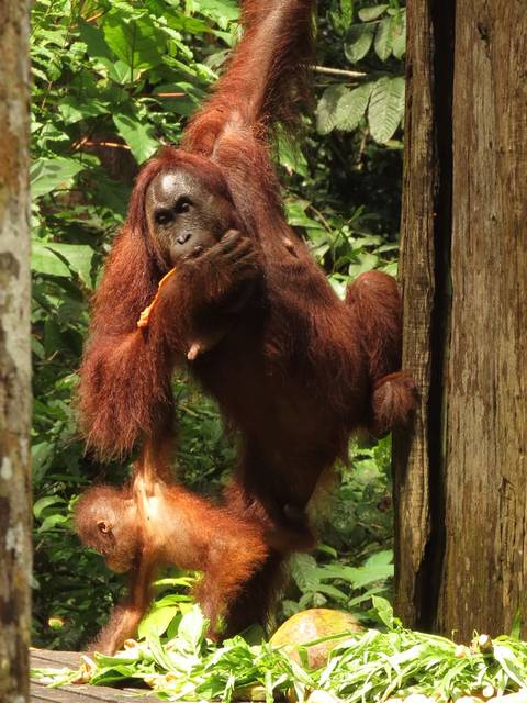       foto de reseña de cliente de Vive Borneo - viaje de ida y vuelta por Sabah Oriental 
  