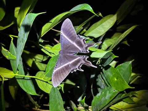       Striking purple-hued moth rests on glossy rainforest leaves at night.
  