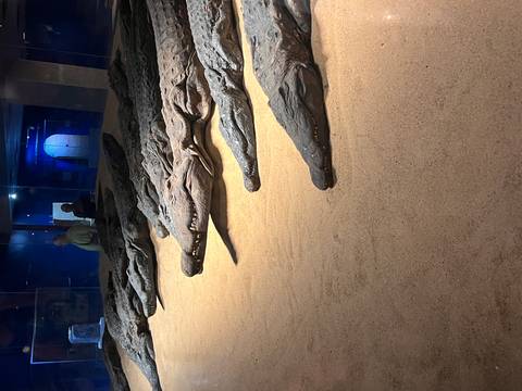       Row of mummified crocodiles displayed on sand inside the Kom Ombo Crocodile Museum with two visitors observing.
  