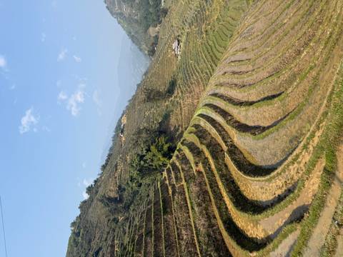       Duplicate rice terraces near Sapa on a sunny day.
  