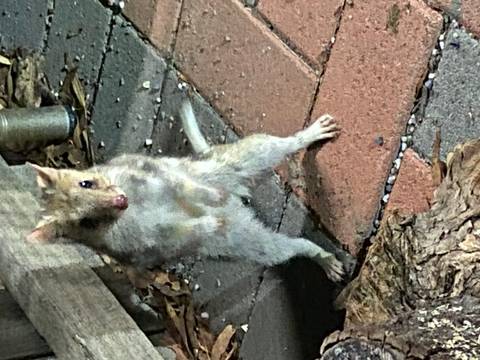       A small nocturnal marsupial stands upright on brick and stone ground, illuminated by artificial light.
  