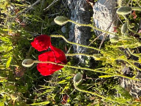       Close-up of a vivid red poppy blooming among grass and rocks.
  