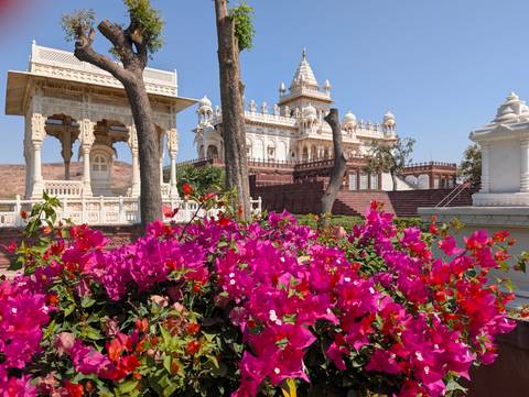       Bright pink bougainvillea framing the marble memorial of Jaswant Thada under clear skies.
  