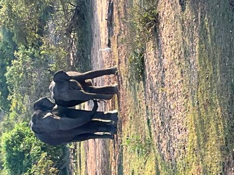       Mother and young elephant standing close together in open scrubland at dusk.
  
