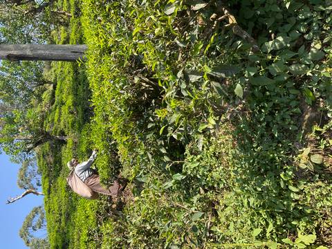       Tea picker bending over lush green bushes on a steep hillside plantation.
  