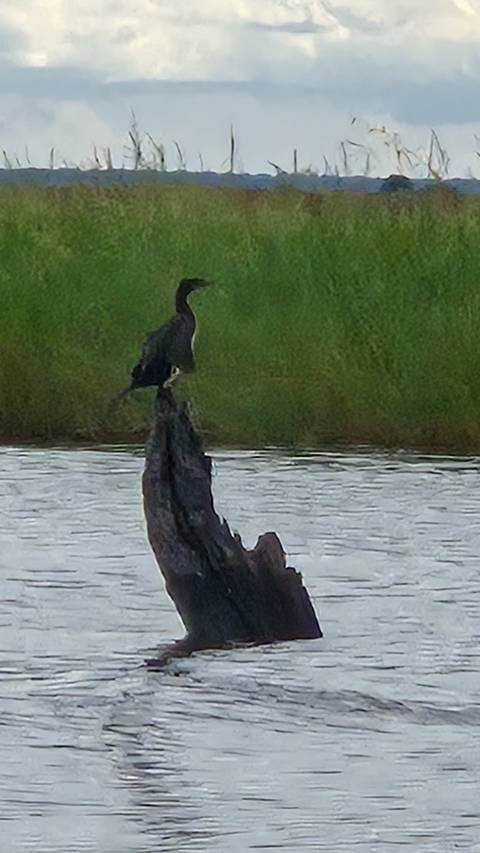       Blurry image of a dark bird perched on a weathered tree stump above water.
  