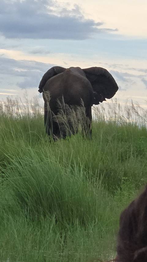       Close view of an elephant standing amid tall green grass by the edge of water
  