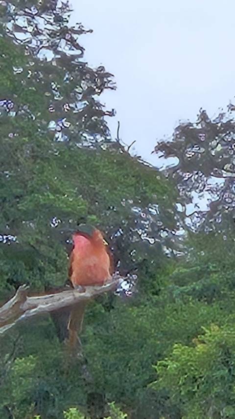       Small colourful bird perched near rippling water with green reflections
  