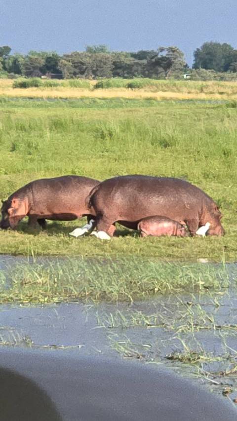       Two hippos grazing on riverside grass accompanied by several white egrets
  