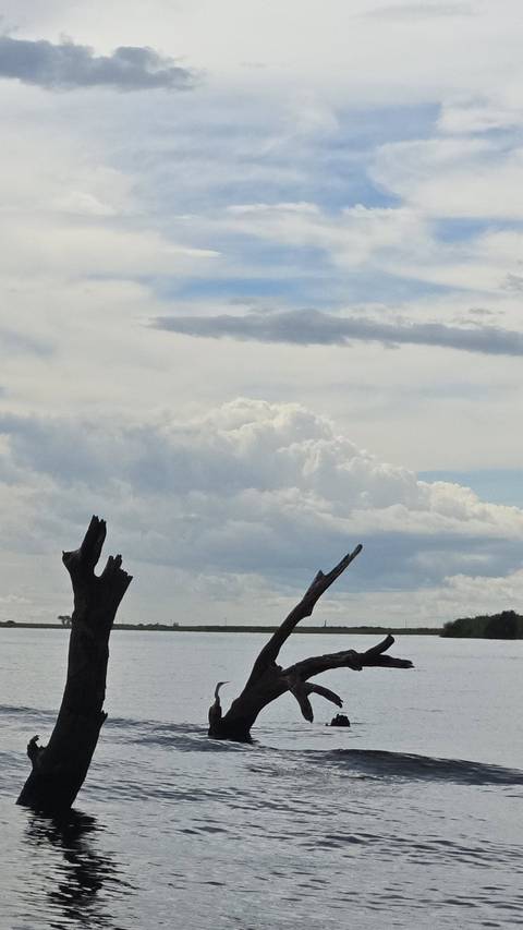       Dramatic cloud formations above broken tree trunks in an open plain
  