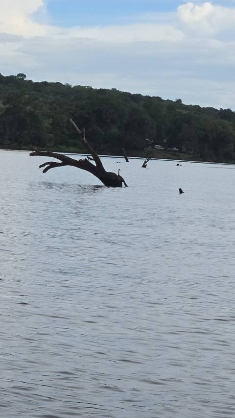       Bare tree trunk stretching over a calm lake with distant shoreline
  