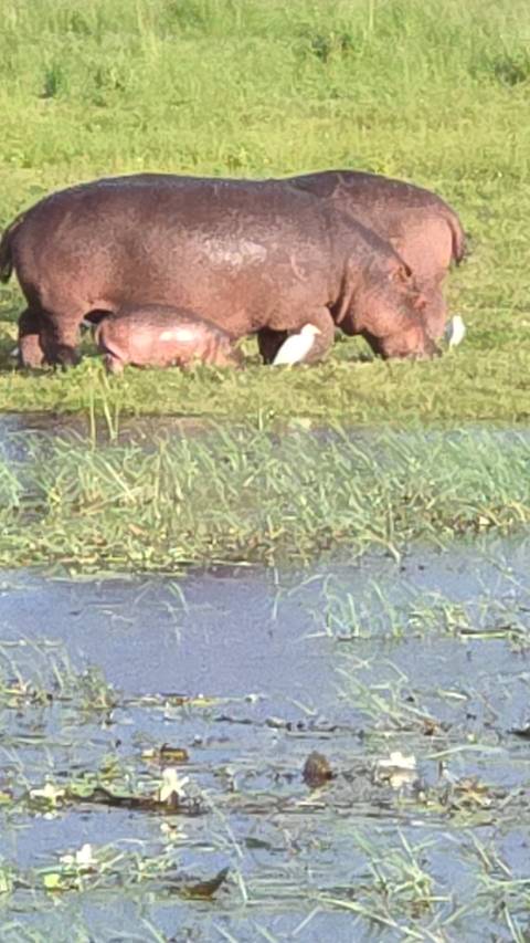       Blurred close-up of marsh grass with indistinct hippos in background
  