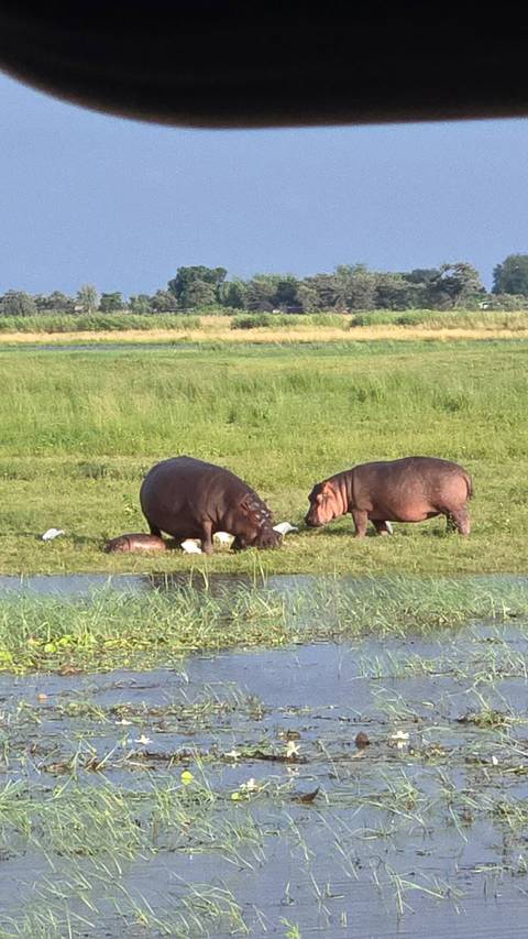       Hippo family with young resting on grassy riverbank alongside white birds
  