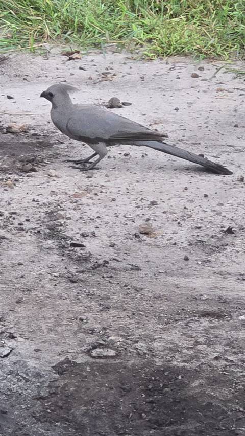       Partial view of a bird’s legs standing on dusty ground with scattered stones
  