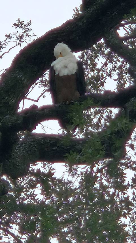       Dark, obscured view of foliage and tree branches, possible animal hidden
  