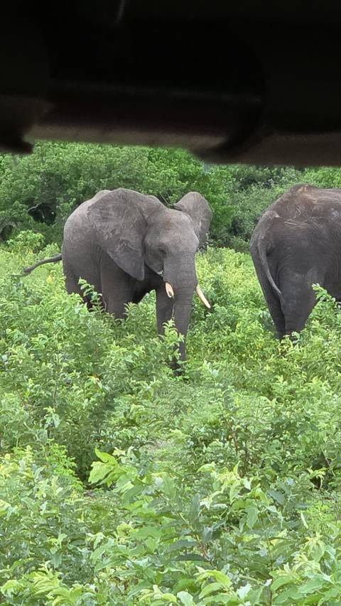       Elephants browsing in lush green bushland
  