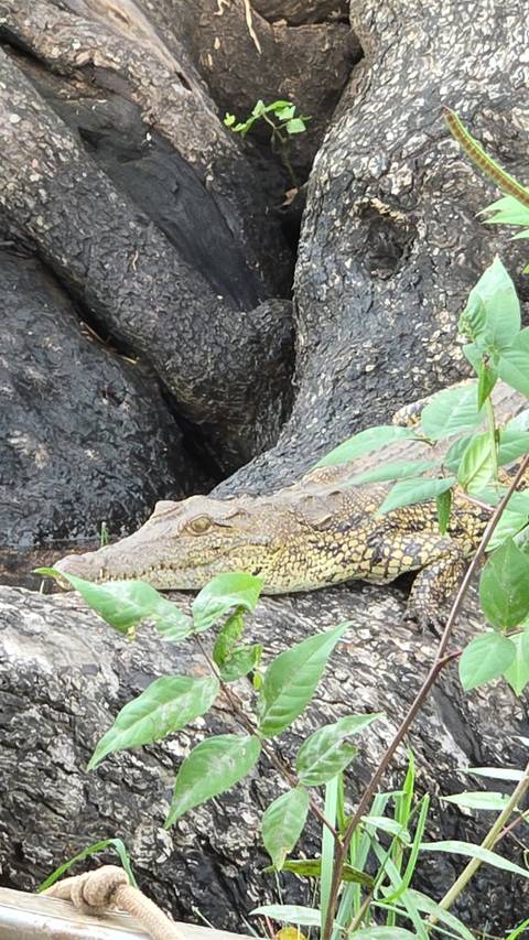       Close-up of a young crocodile resting among tree roots
  