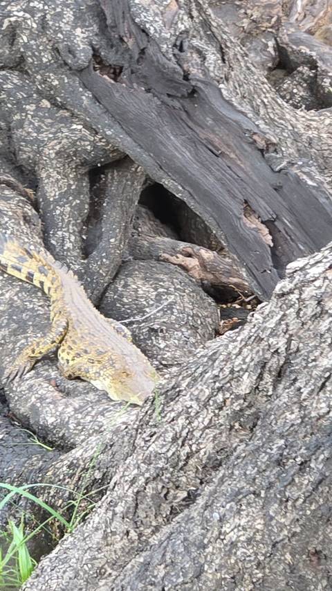       Partial view of crocodile body camouflaged against textured bark
  