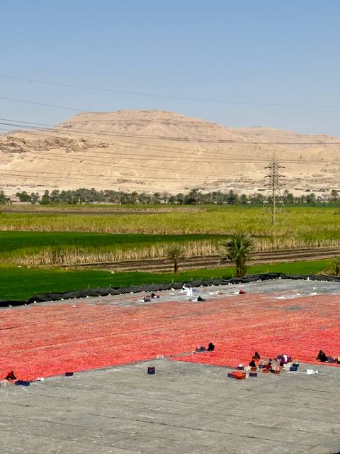       Patchwork of lush green farmland contrasts with arid desert hills and power lines in rural Egypt
  