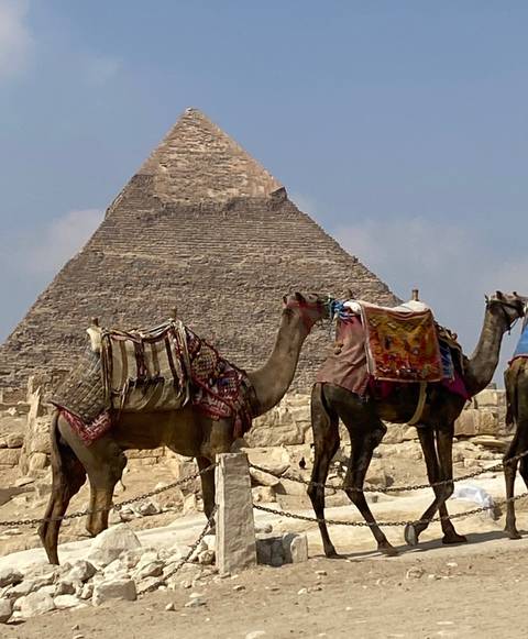       Decorated camels resting with the Great Pyramid of Giza towering behind them under light blue sky.
  