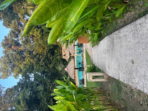       A concrete path leads through lush tropical gardens to a pool and palapa-roof cabanas.
  