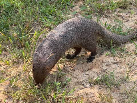       foto de reseña de cliente de El mejor Toque De Sri Lanka 
  