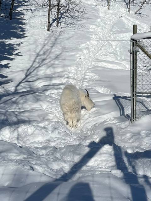       White mountain goat walking along a snowy path under bright winter sunlight
  