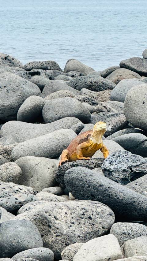       Golden land iguana rests on dark volcanic rocks against a backdrop of rounded grey boulders.
  