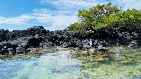      Crystal-clear shallow lagoon bordered by black lava rocks and mangrove bushes under a partly cloudy sky.
  