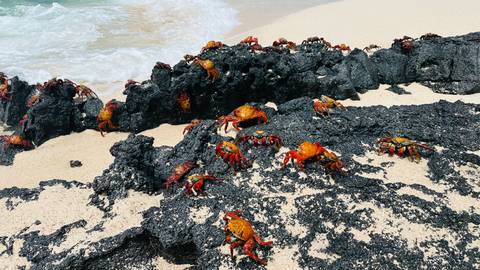       Dozens of bright red and orange Sally Lightfoot crabs climb over black volcanic rocks beside a sandy shore.
  