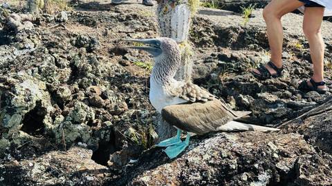       A blue-footed booby stands on rugged lava terrain while a hiker's legs walk past in sandals.
  