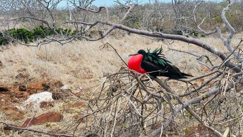       Male magnificent frigatebird with an inflated bright red throat pouch perches on dry branches in a scrubland setting.
  