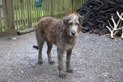       A wet and shaggy Irish wolfhound standing on gravel beside stacked firewood and a wooden fence.
  