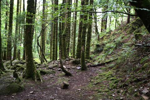       Moss-covered forest with tall slender trees, ferns and a rocky path on the forest floor.
  