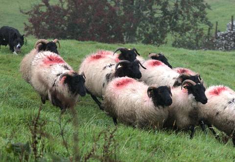       Flock of horned sheep with red markings being herded by a border collie across wet green grass.
  